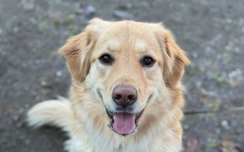 Correzzana: il corso per il ‘Patentino’ per cani in partenza il 18 aprile
