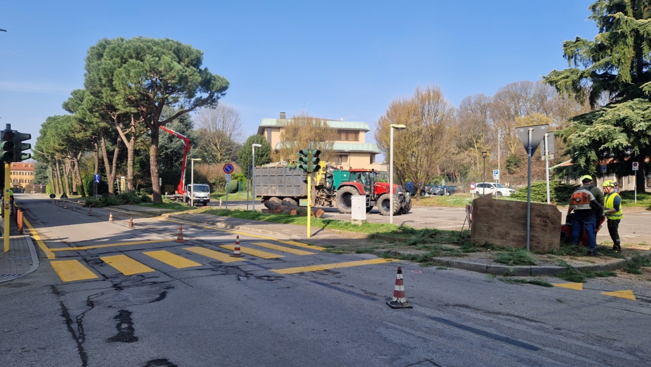 Riqualificazione del parcheggio “Apollo”: abbattuti i pini, scoppia la polemica