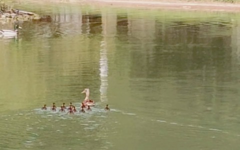 Ritrovati e riportati a casa i 12 piccoli di germano nel parco di Agrate