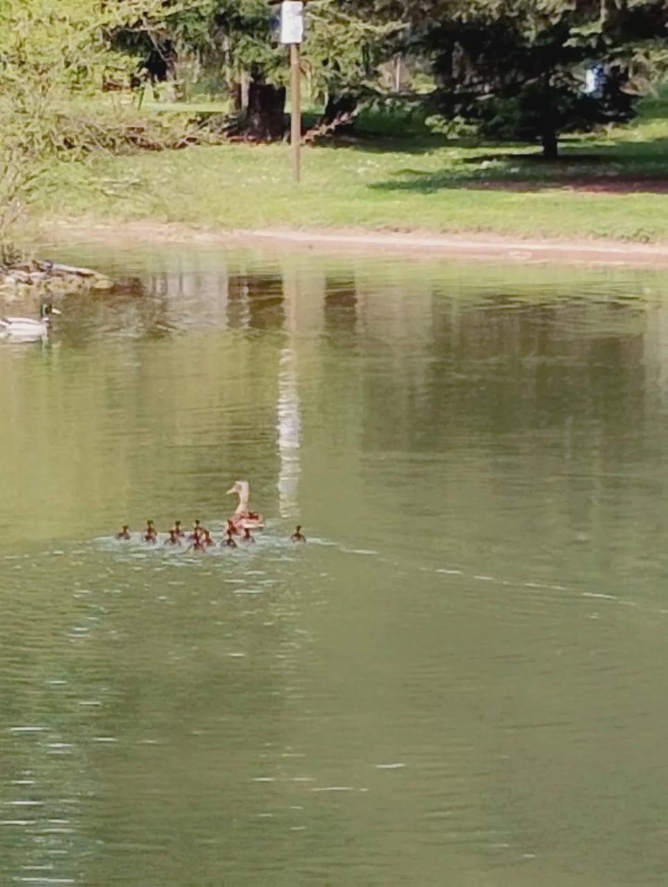 Ritrovati e riportati a casa i 12 piccoli di germano nel parco di Agrate