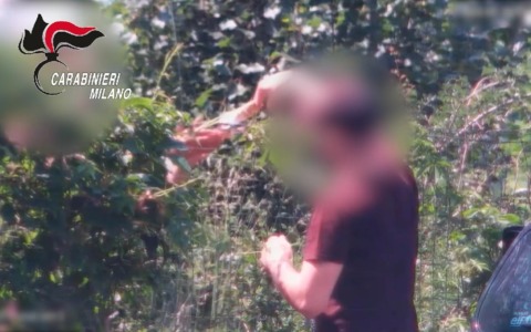 Smantellate bande di spacciatori nei boschi di Agrate Brianza e Brugherio