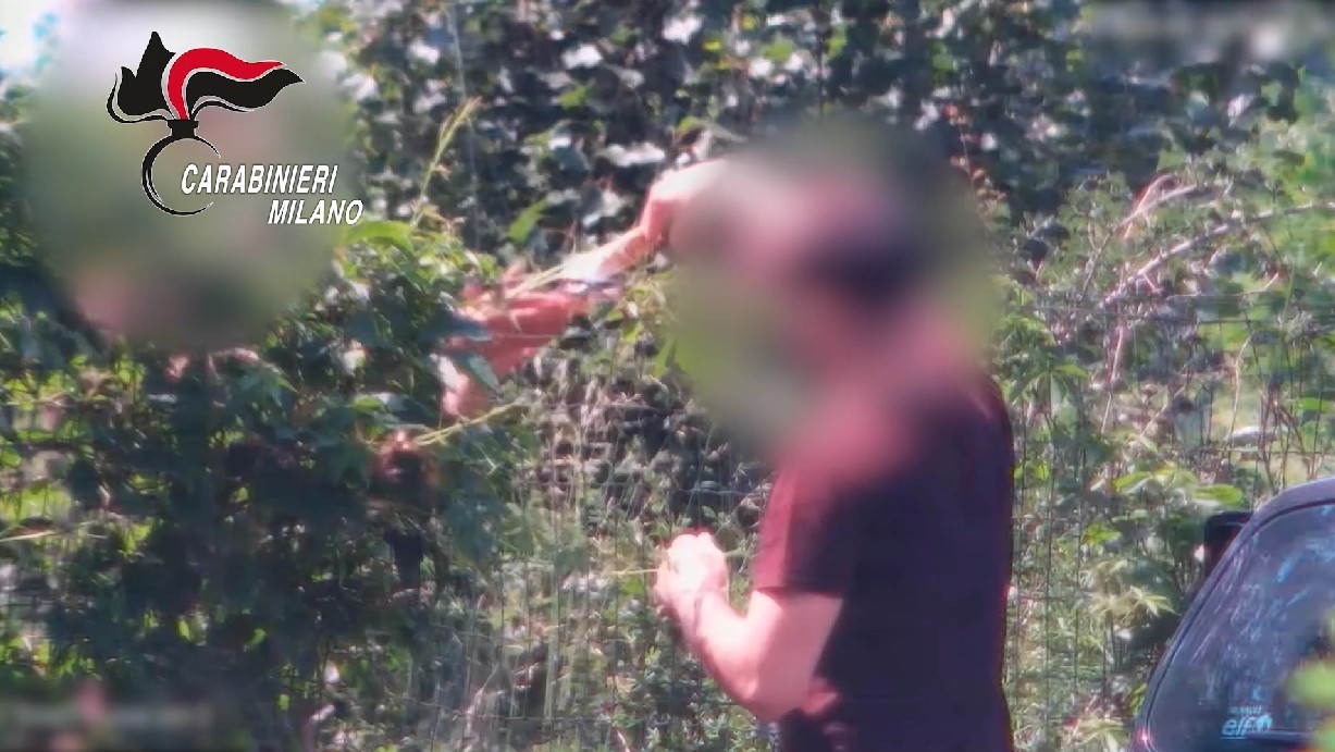 Smantellate bande di spacciatori nei boschi di Agrate Brianza e Brugherio
