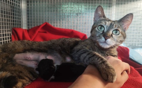 Grace, la gatta abbandonata incinta salvata dall’ENPA, dà alla luce la micetta Linda