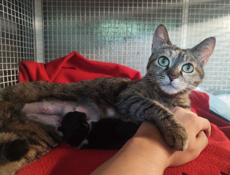 Grace, la gatta abbandonata incinta salvata dall’ENPA, dà alla luce la micetta Linda