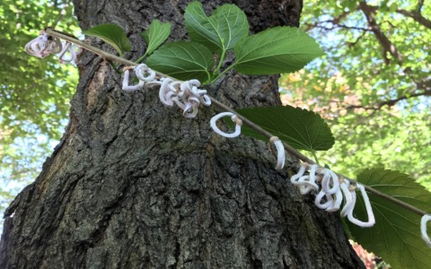 Operazione notturna contro la Takahashia japonica